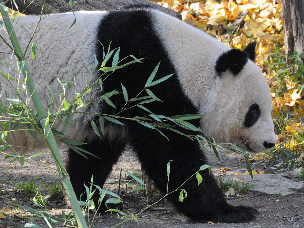 Ein Groer Panda im Tiergarten Schnbrunn (Wien, November 2010)