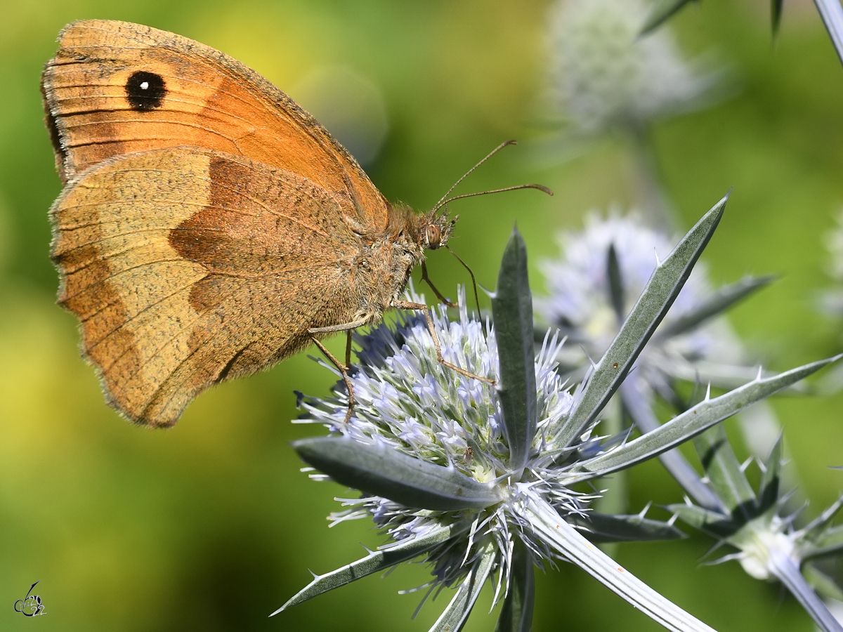 Ein Groes Ochsenauge im heimischen Garten. (Hattingen, Juli 2022)