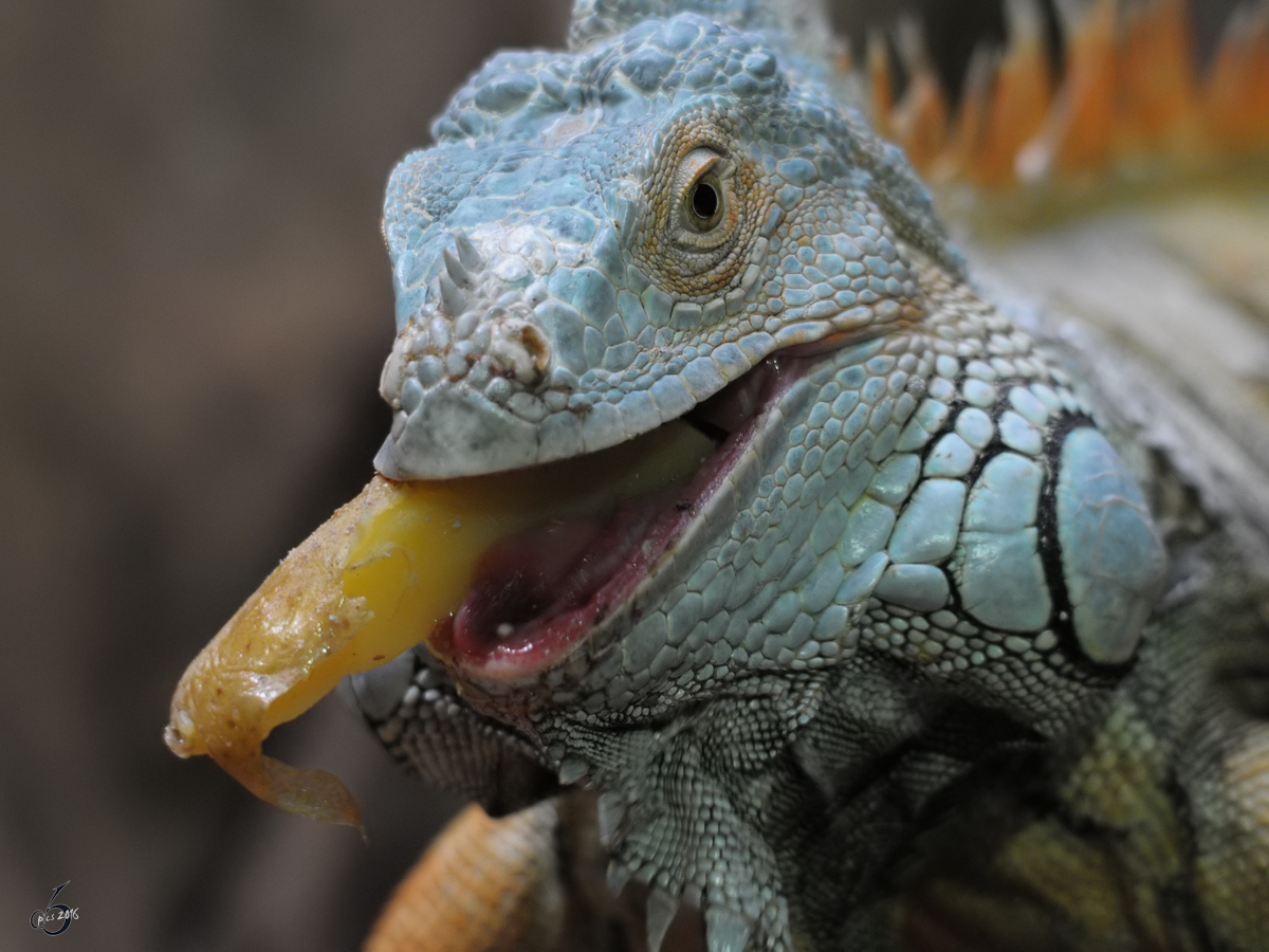 Ein Grner Leguan gnnt sich etwas Obst. (Zoo Duisburg, September 2010)