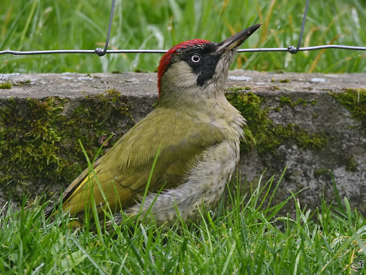 Ein Grnspecht hat sich in unseren Garten verirrt. (Hattingen, Oktober 2021)