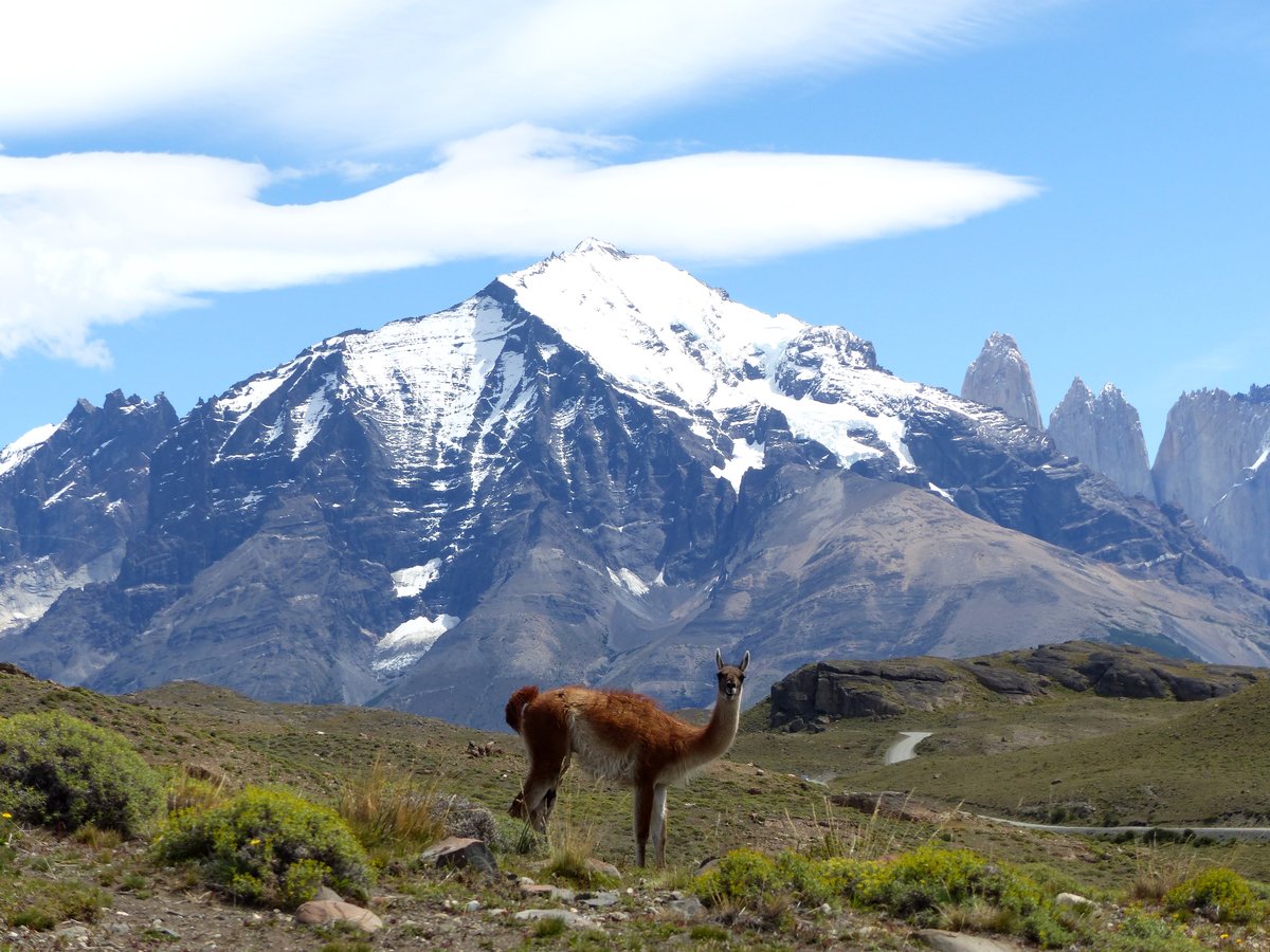 Ein Guanako ( Lama guanicoe ) im Torres del Paine Nationalpark - Patagonien - Chile im Januar 2017