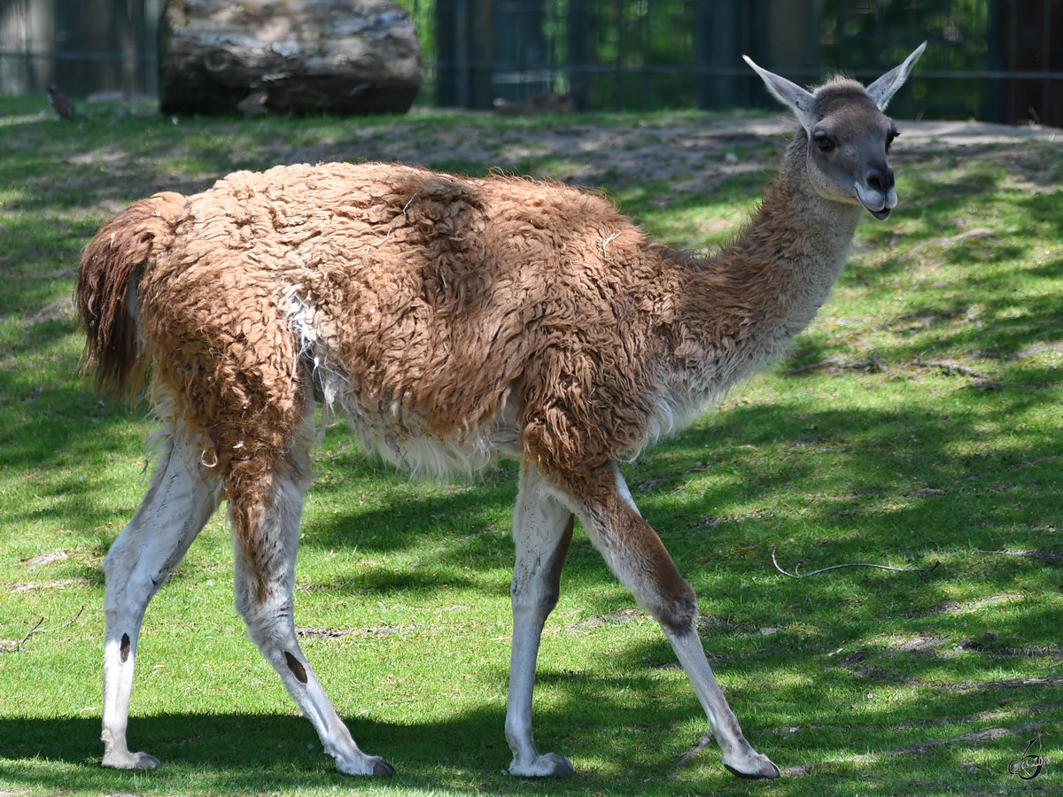 Ein Guanako Ende April 2018 im Zoo Berlin.