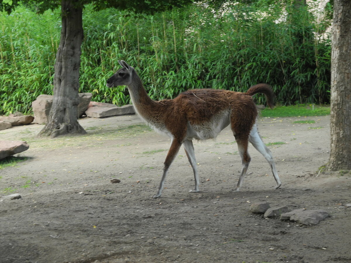 Ein Guanako (Lama guanicoe) in der Patagonienanlage des Zoo Leipzig, 24.7.20