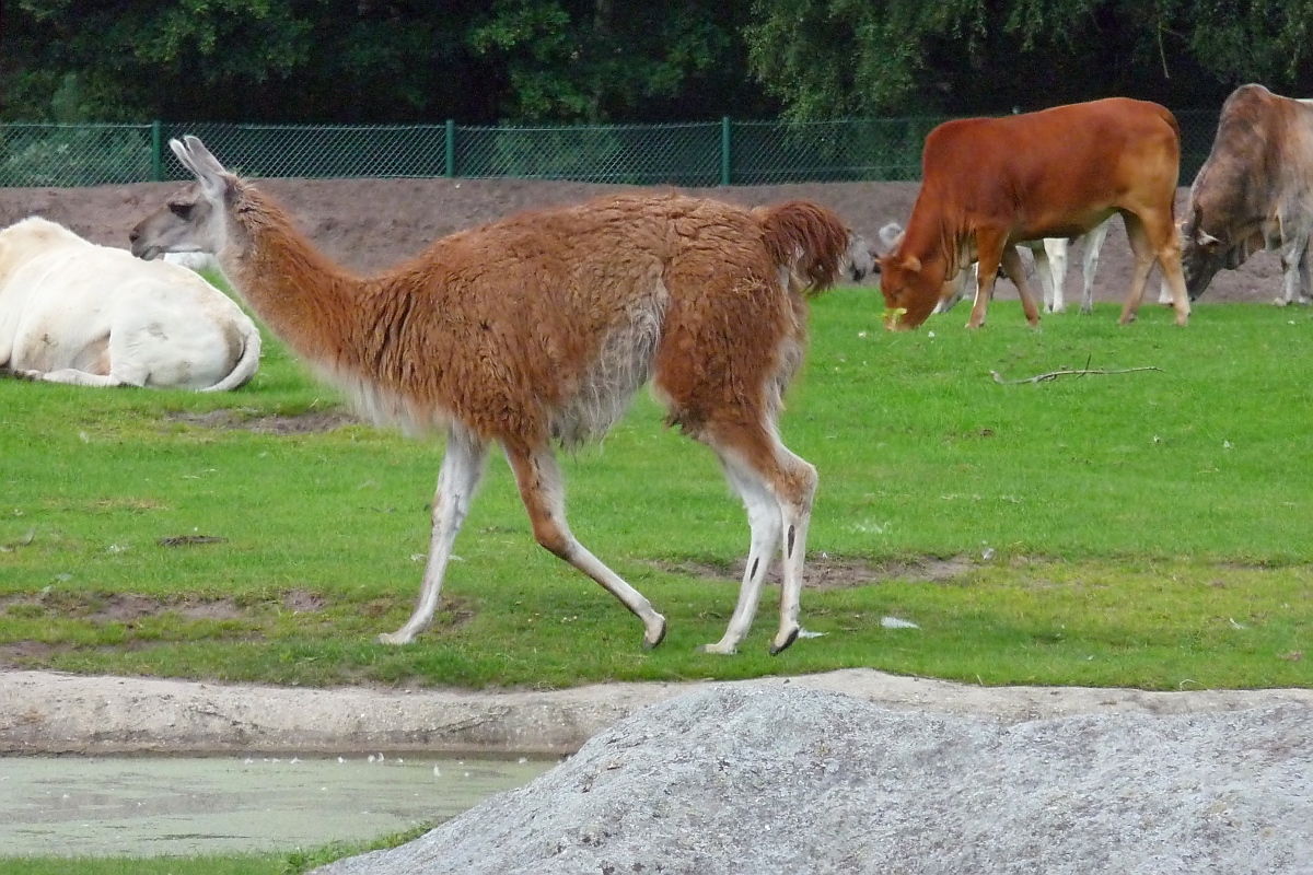 Ein Guanako im Serengetipark, dahinter ein Zwergzebu, 9.9.15