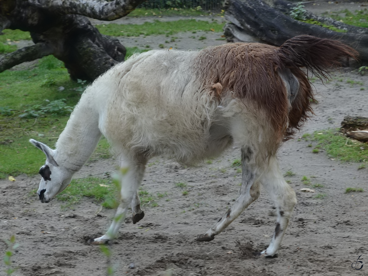 Ein Guanako im Zoo Berlin (Oktober 2013)