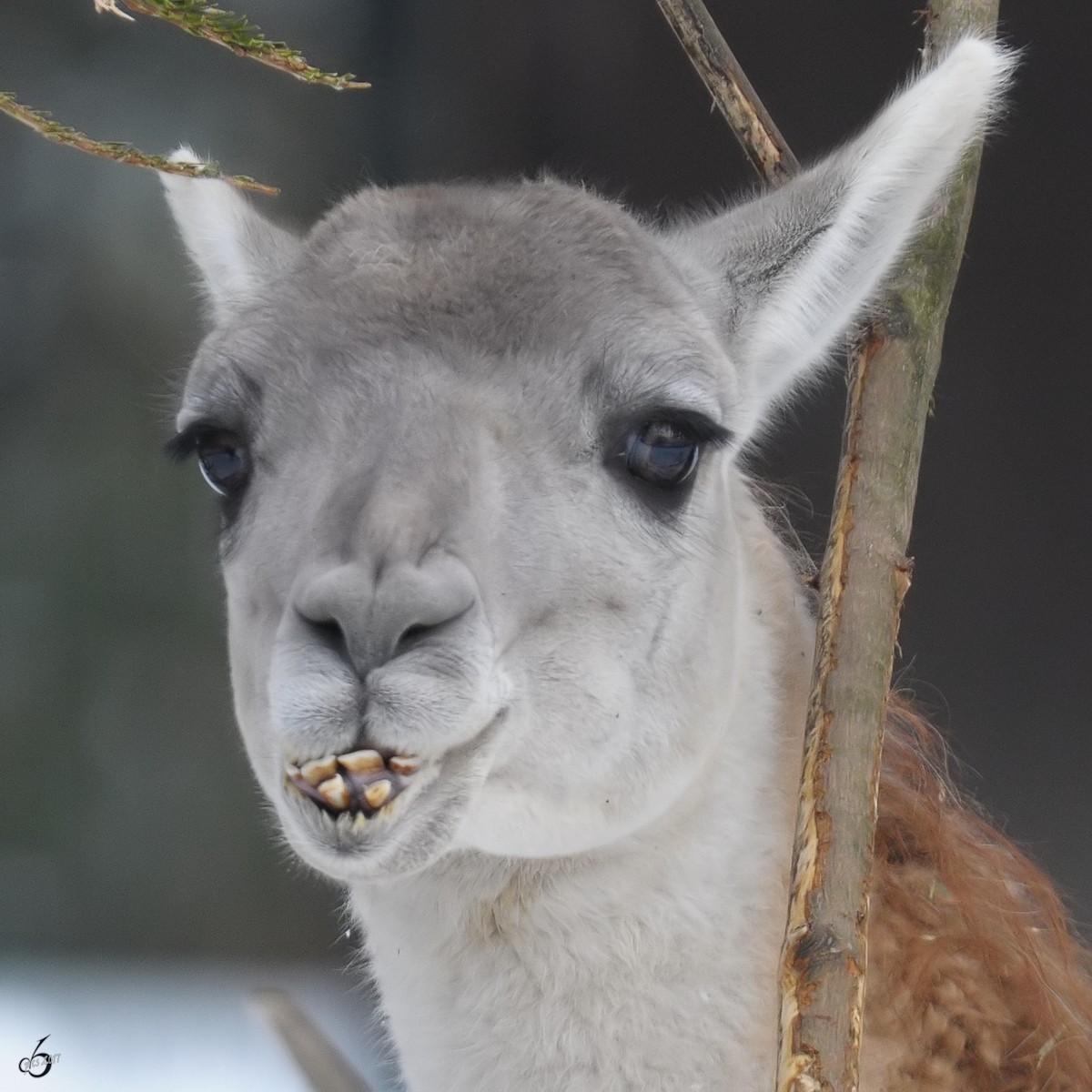 Ein Guanako im Zoo Dortmund. (Februar 2010)