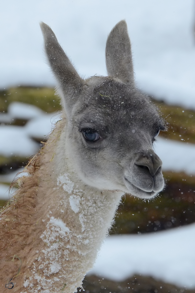 Ein Guanako im Zoo Dortmund. (Februar 2013)