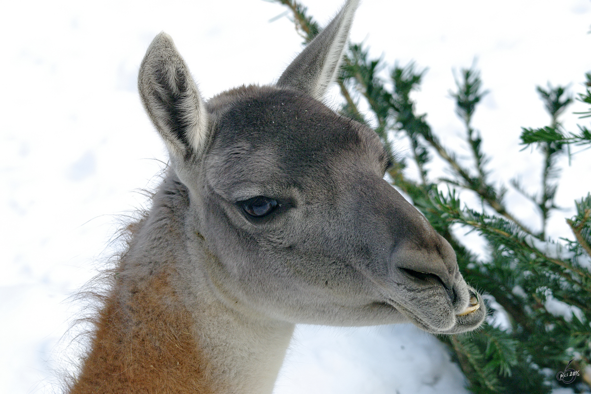 Ein Guanako im Zoo Dortmund. (Januar 2010)