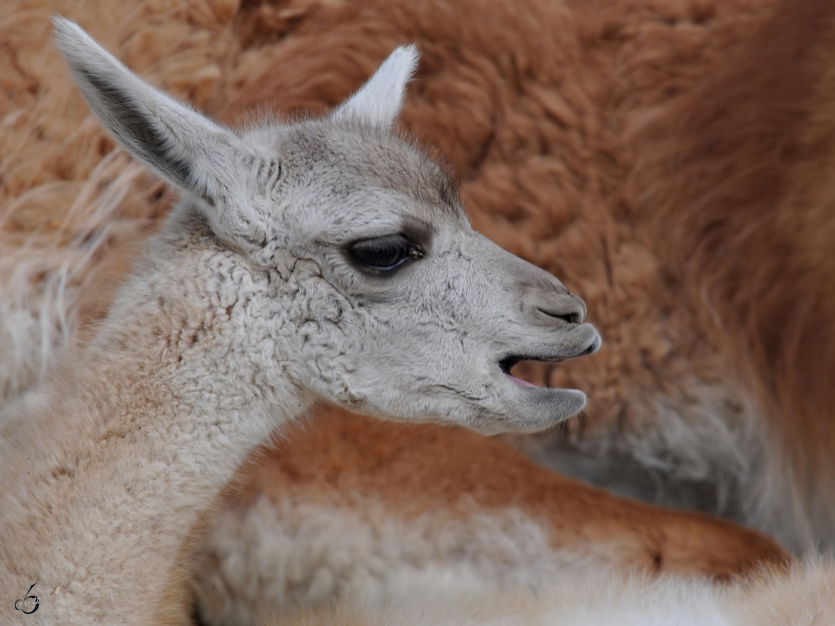 Ein Guanako im Zoo Dortmund. (Juni 2010)