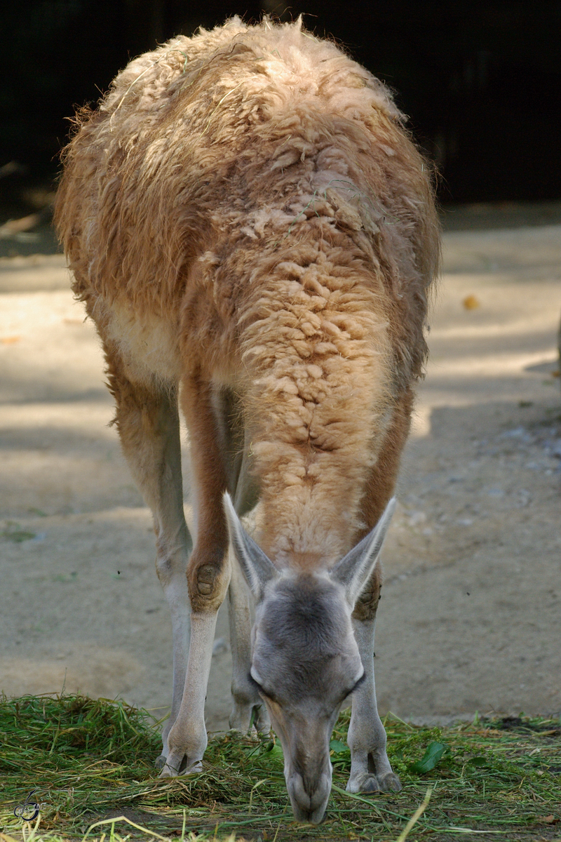 Ein Guanako im Zoo Dortmund. (September 2008)