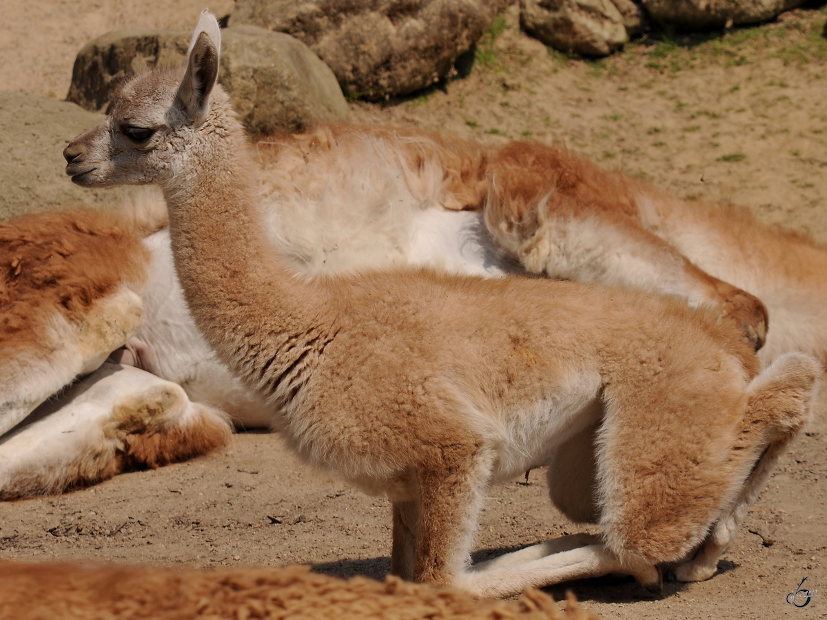 Ein Guanako im Zoo Dortmund. (September 2008)