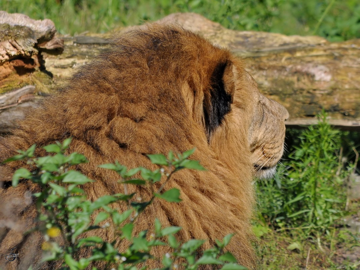 Ein gut getarnter Lwe im Zoo Dortmund. (Juni 2010)