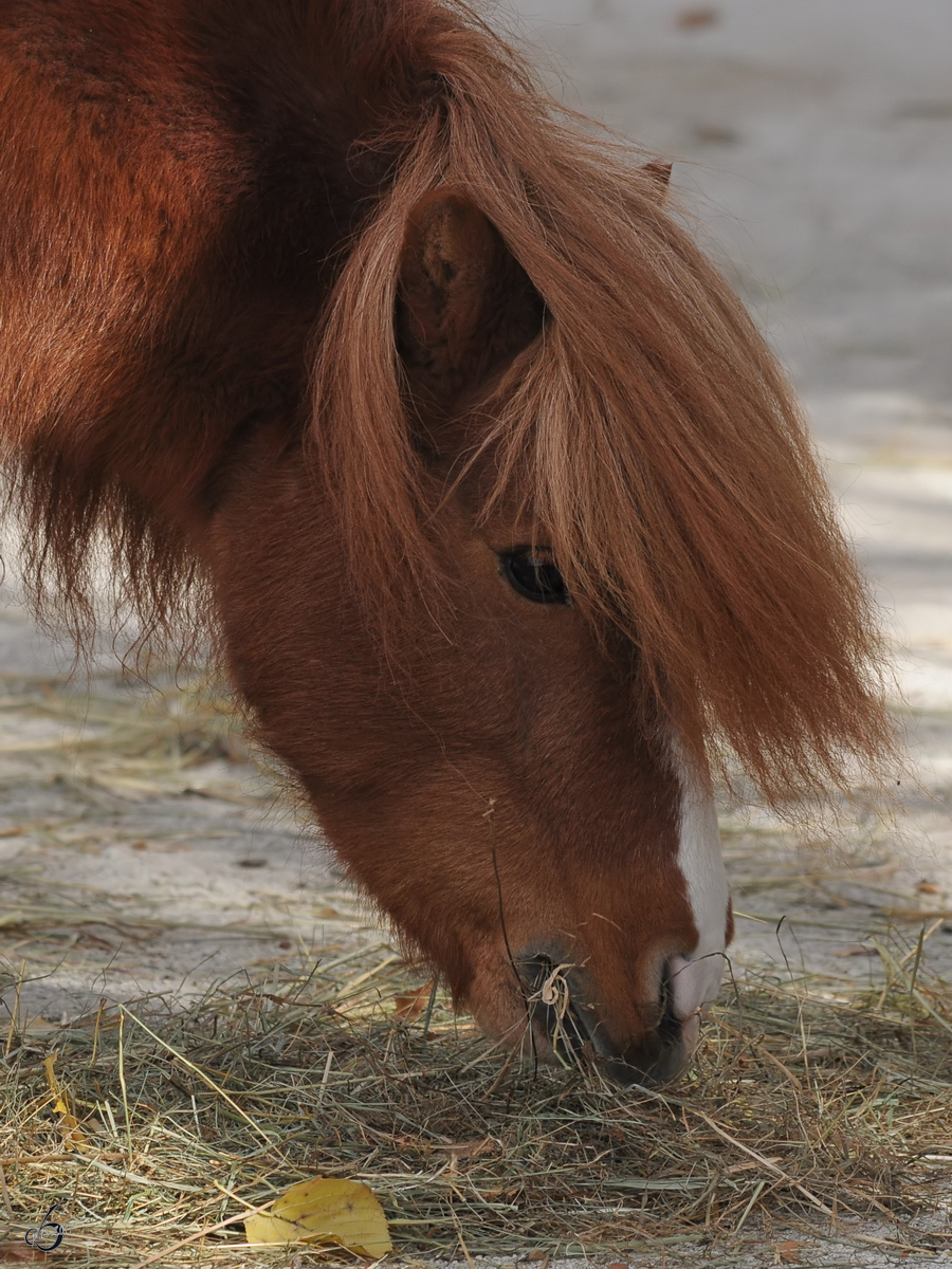 Ein Haflinger im Tiergarten Schnbrunn. (Wien, November 2010)