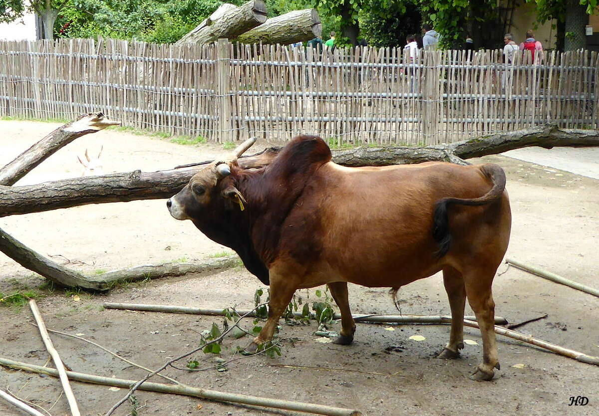 Ein im Hagenbecks Tierpark in Hamburg lebender Zwergzebu (Bos Taurus F. Indicus). Herkunft dieser Rinder ist Indien und Sri Lanka. Gesehen am 18.Juni 2016.