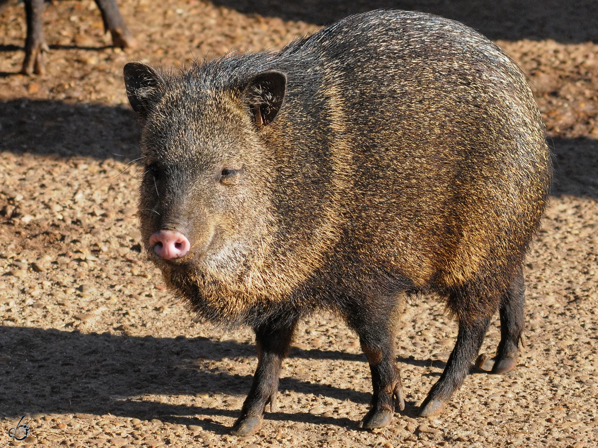 Ein Halsbandpekari im Zoo Madrid. (Dezember 2010)