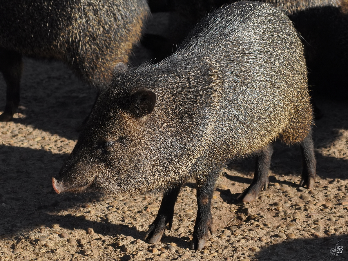 Ein Halsbandpekari im Zoo Madrid. (Dezember 2010)