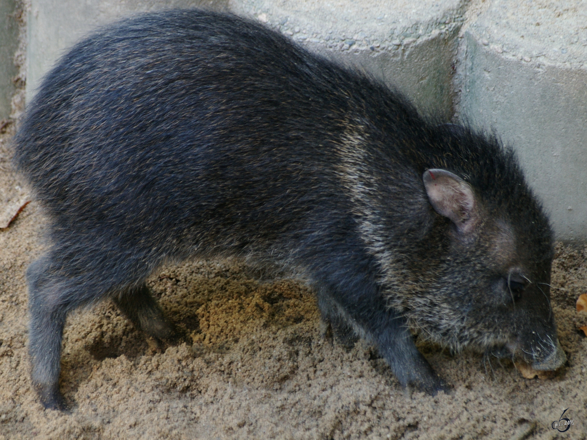 Ein Halsbandpekari im Zoo Wuppertal. (Oktober 2005)