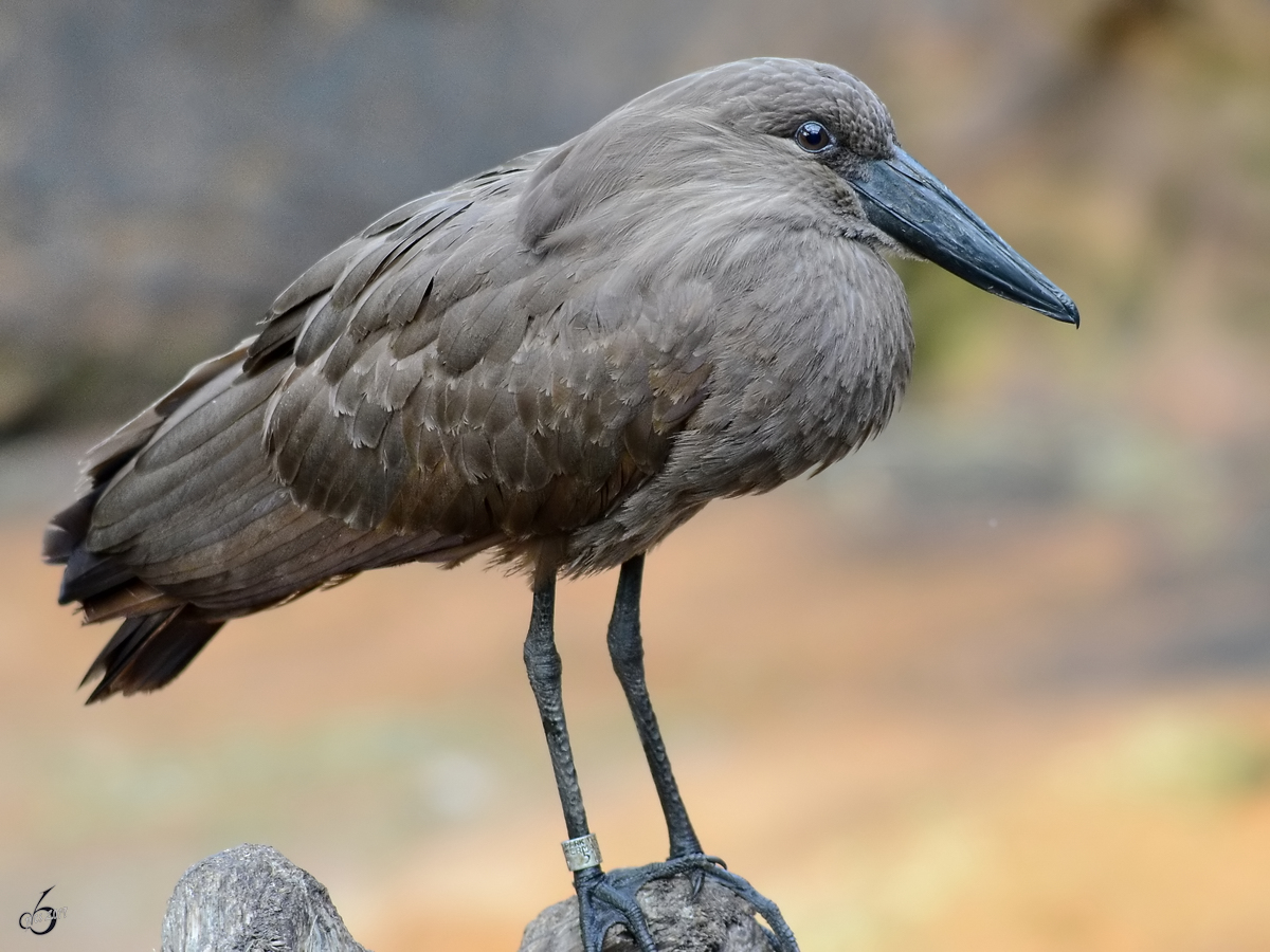 Ein Hammerkopf oder auch Schattenvogel Ende Februar 2011 im Zoom Gelsenkirchen.