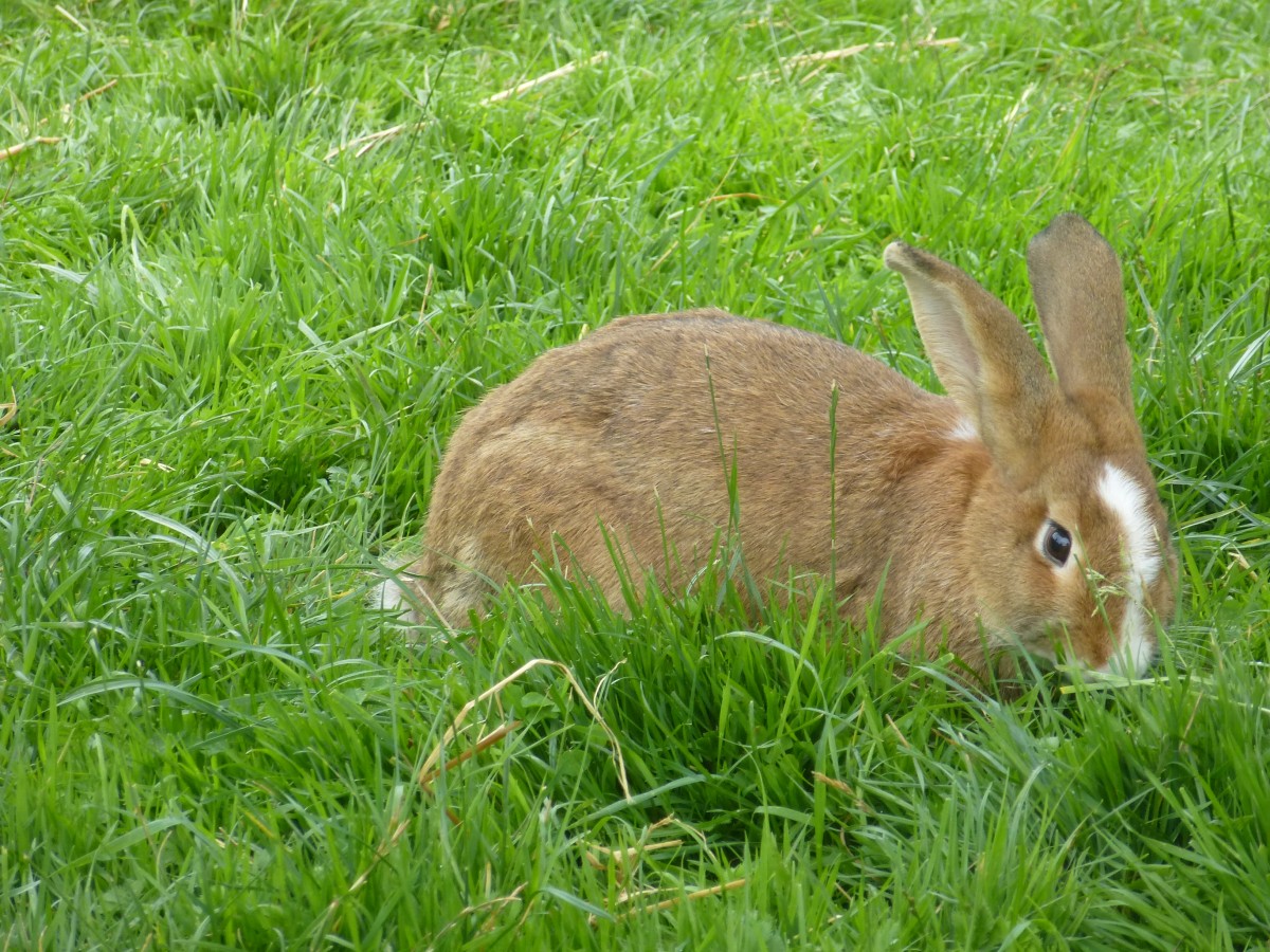 Ein Hase hoppelt durchs Gras. Aufgenommen im Tiergehege in Mehlmeisel. 14.08.2014