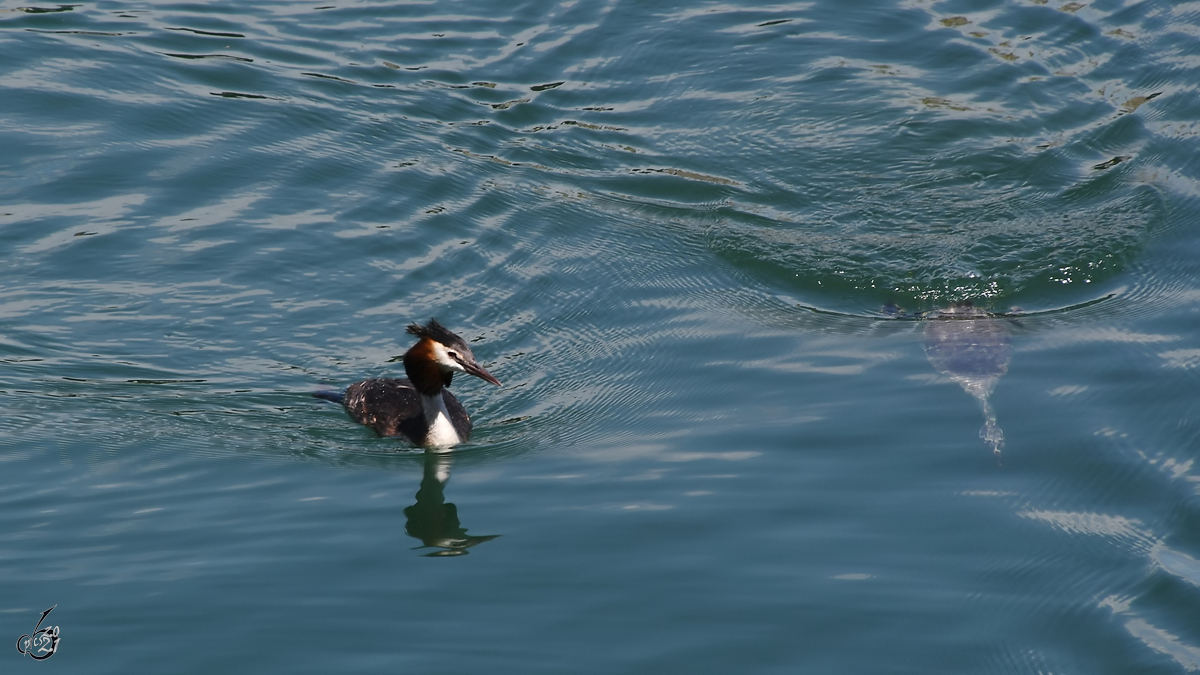 Ein Haubentaucher ber und ein Haubentaucher unter Wasser, so gesehen im Juli 2017 in Lindau.