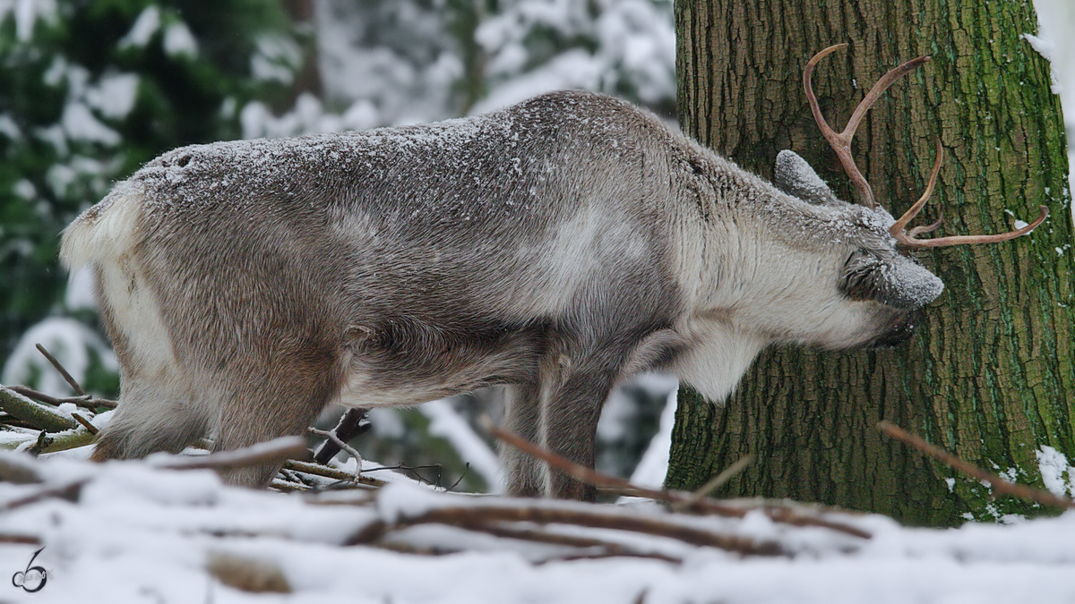 Ein Hausrentier im Zoo Rostock. (Januar 2010)