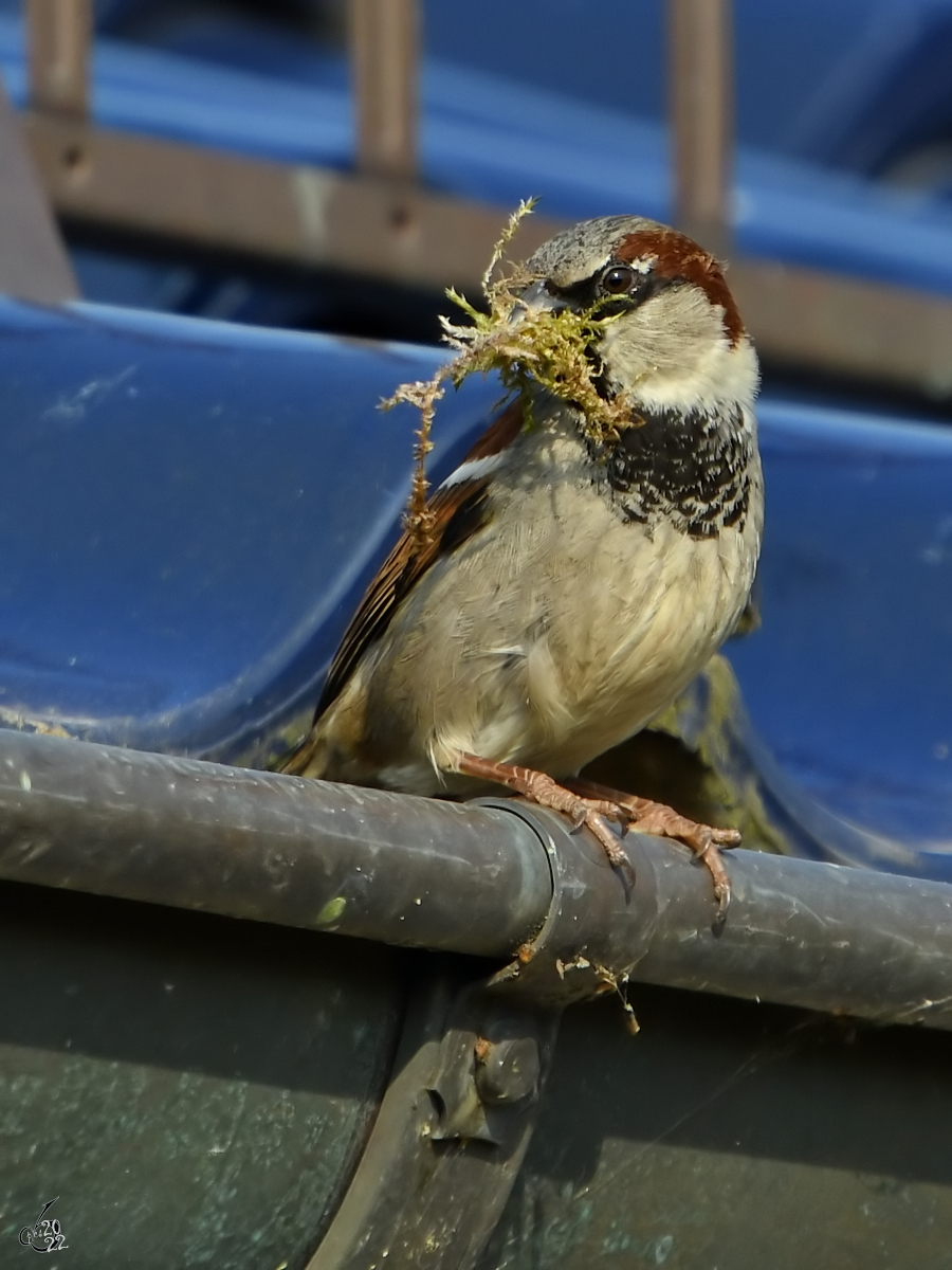 Ein Haussperling (Spatz) sucht Material fr den Nestbau. (Priwall, Mrz 2022)