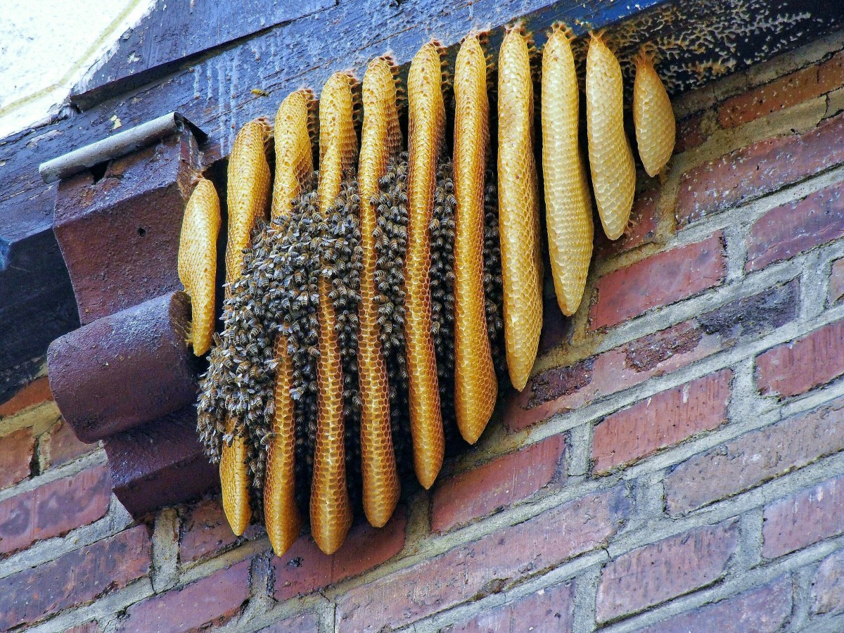Ein herrenloses Bienenvolk hat sein Nest direkt an der Hauswand einer Gastwirtschaft in Hatzenport gebaut. Die Naturwaben hängen prall gefüllt mit Honig unter dem vorkragenden Fachwerkgiebel. Ohne jeden Schutz vor der Kälte und unbehandelt gegen den Befall mit der Varroamilbe hat das Bienenvolk keine Chance, den Winter zu überleben. (14. November 2015)