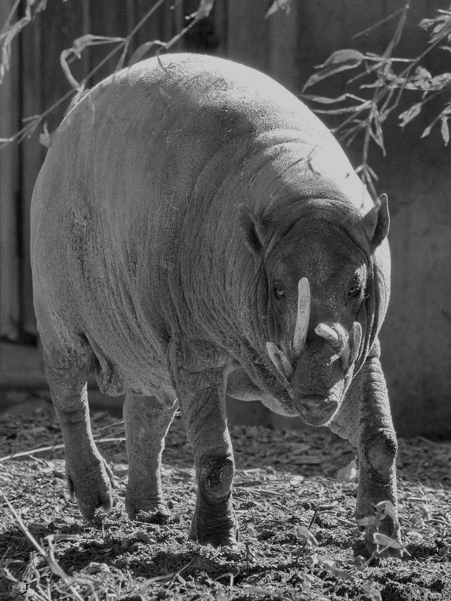 Ein Hirscheber war Mitte Dezember 2010 im Zoo Madrid zu sehen.