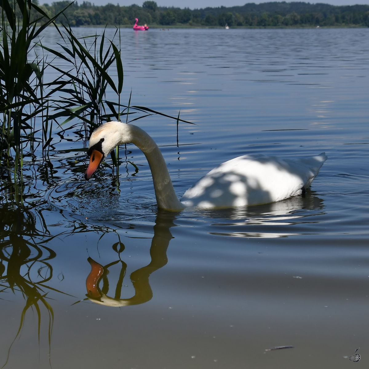 Ein Hckerschwan auf dem Waginger See. (Gaden, August 2020)