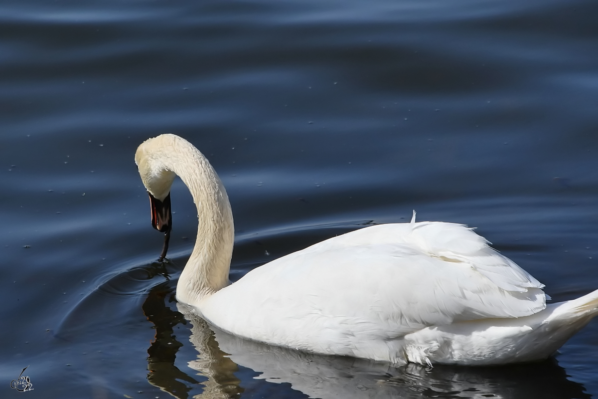 Ein Hckerschwan auf Nahrungssuche. (Priwall, Mrz 2022)