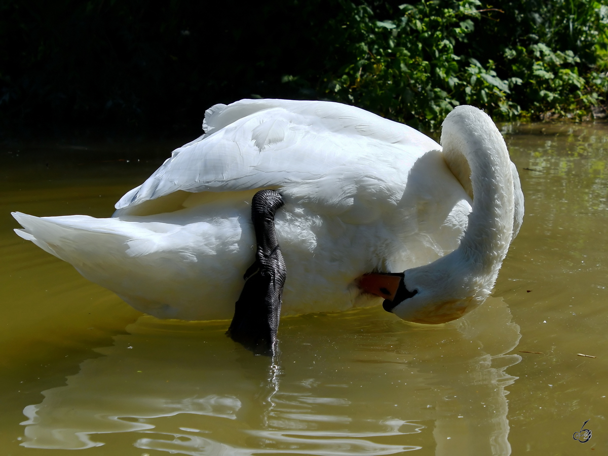 Ein Hckerschwan bei der Gefiederpflege. (Gaden, August 2020)