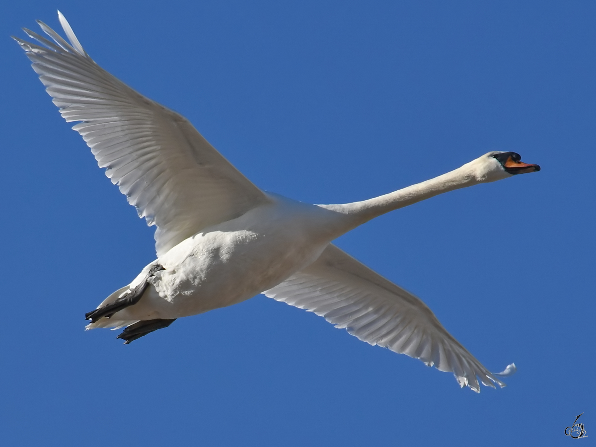 Ein Hckerschwan im Flug. (Priwall, Mrz 2022)