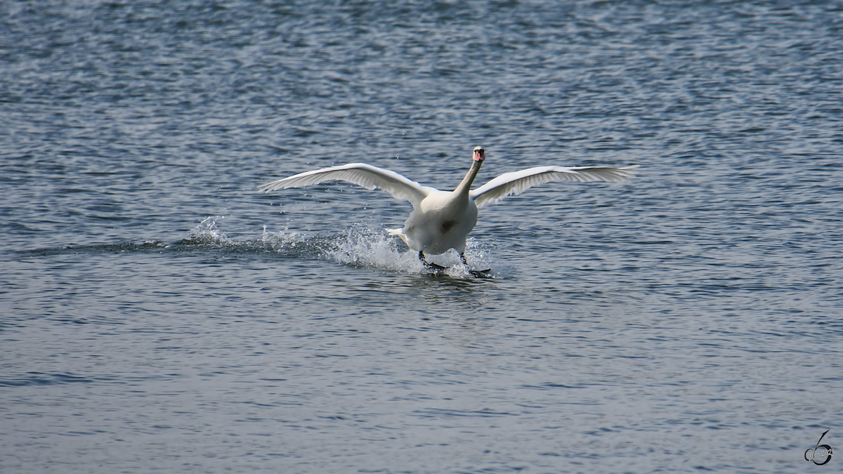 Ein Hckerschwan im Landeanflug. (Priwall, Mrz 2022)