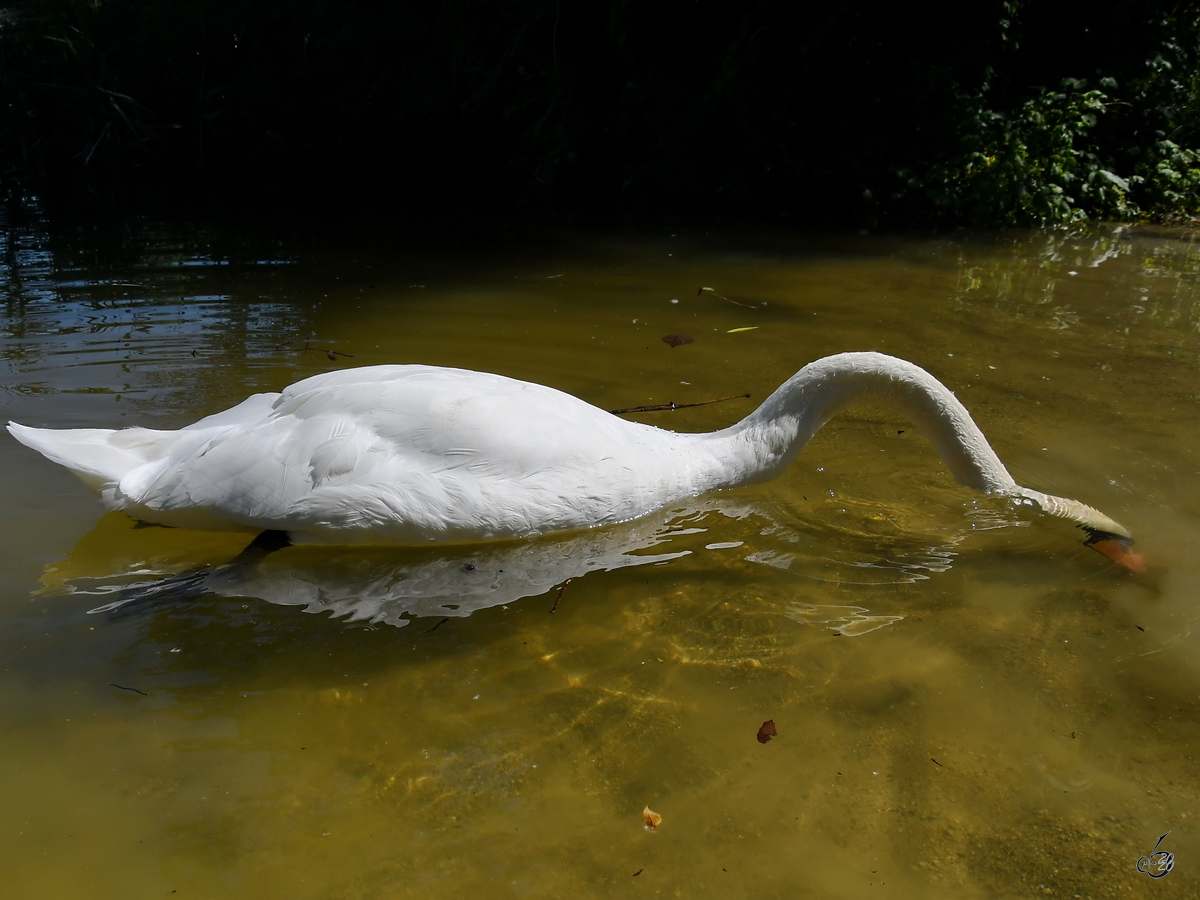 Ein Hckerschwan schnbelt im flachen Wasser nach etwas Essbaren. (Gaden, August 2020)