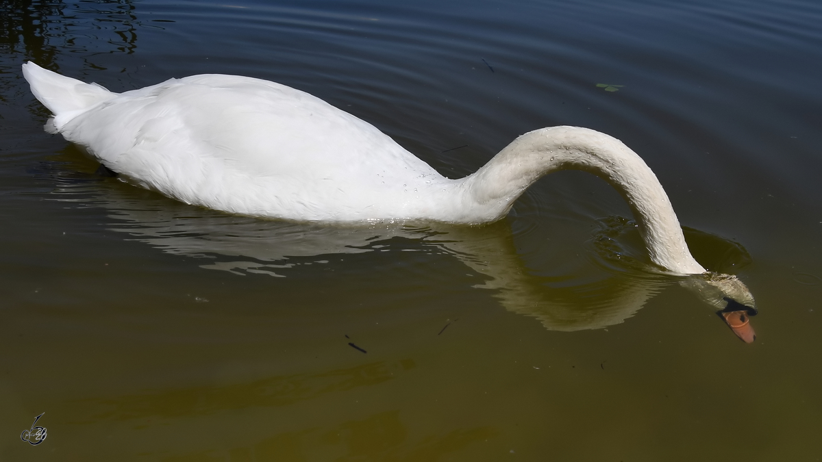 Ein Hckerschwan schnbelt im Wasser. (Gaden, August 2020)