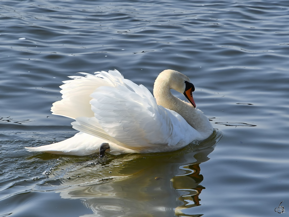 Ein Hckerschwan schwimmt auf der Trave. (Priwall, Mrz 2022)