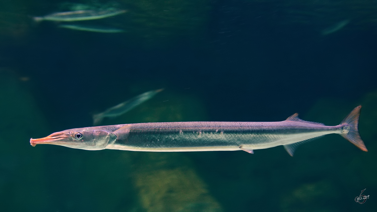 Ein Hornhecht Ende Dezember 2014 im Ozeaneum Stralsund.