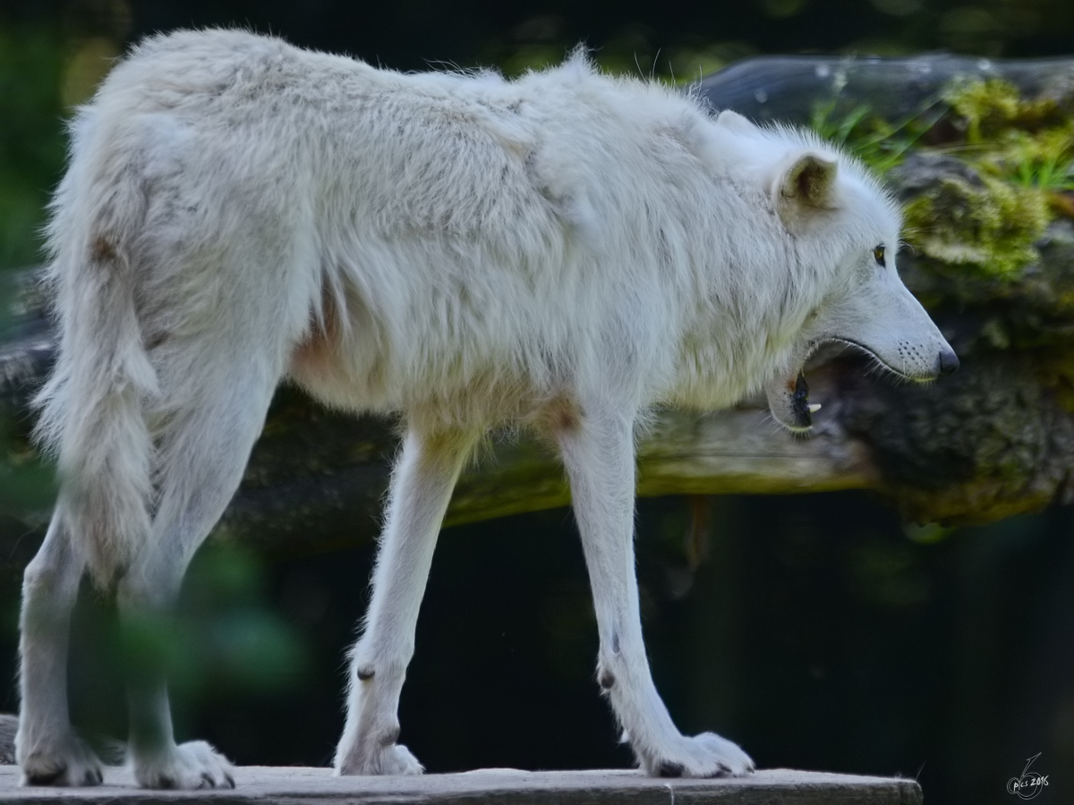 Ein Hudson-Bay-Wolf im Zoo Duisburg. (Juli 2013)
