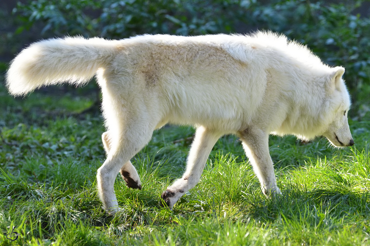 Ein Hudson-Bay-Wolf im Zoo Duisburg. (Oktober 2011)