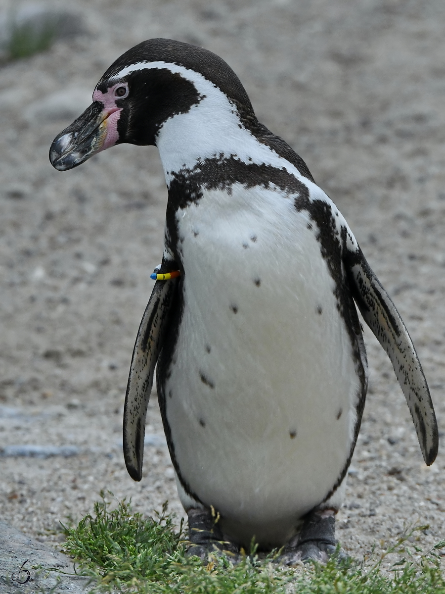 Ein Humboldt-Pinguin Anfang Juni 2018 im Zoo Aalborg.