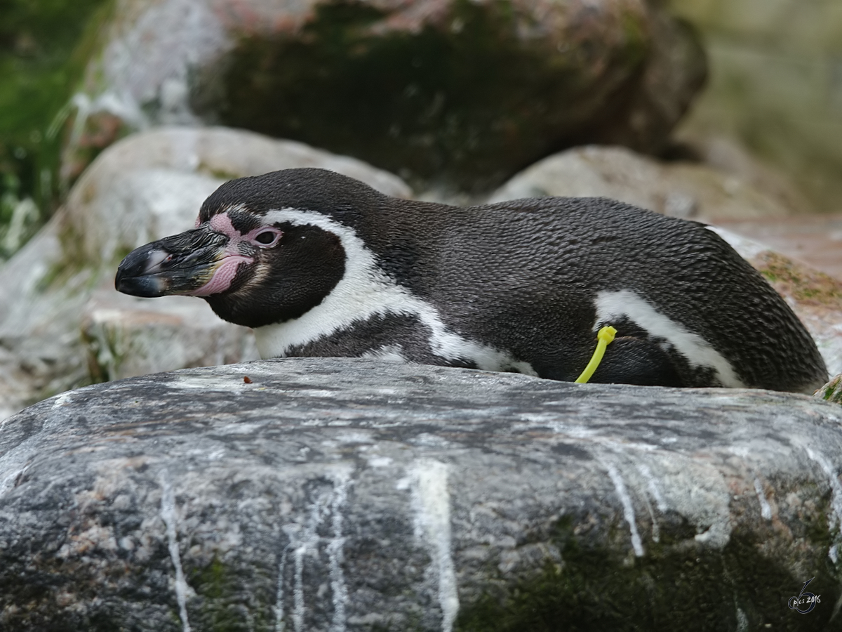 Ein Humboldt-Pinguin geniet seine Ruhe. (Zoo Rostock, April 2009)