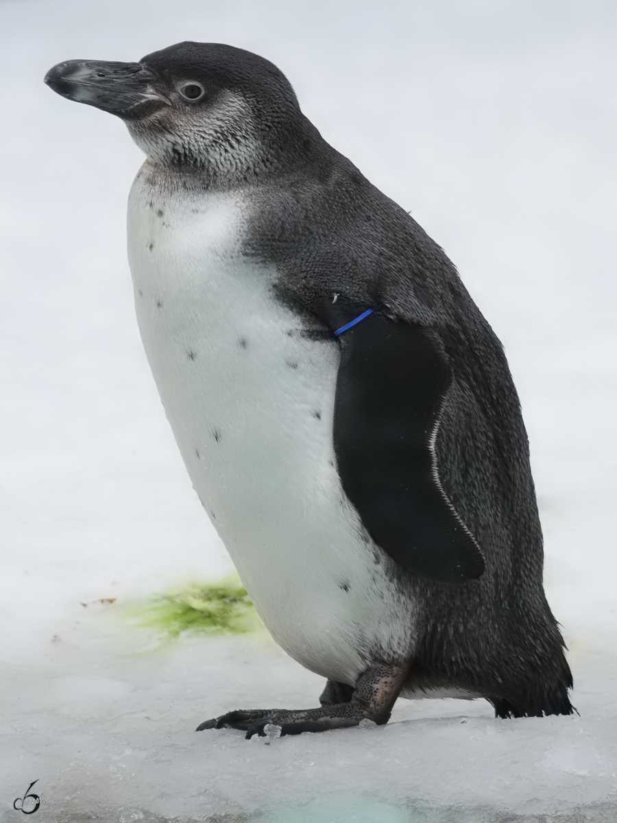 Ein Humboldt-Pinguin im Schnee (Zoo Dortmund, Februar 2010)