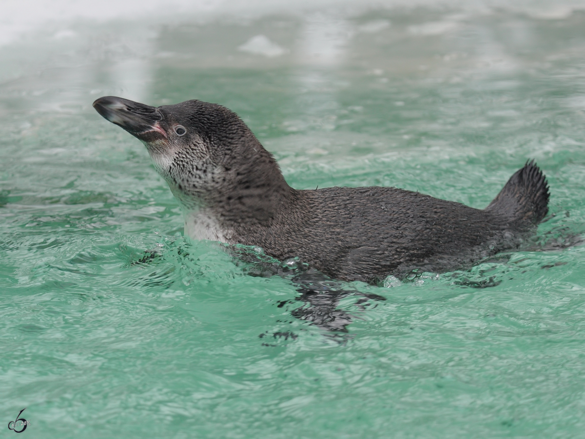 Ein Humboldt-Pinguin im Zoo Dortmund. (Februar 2010)
