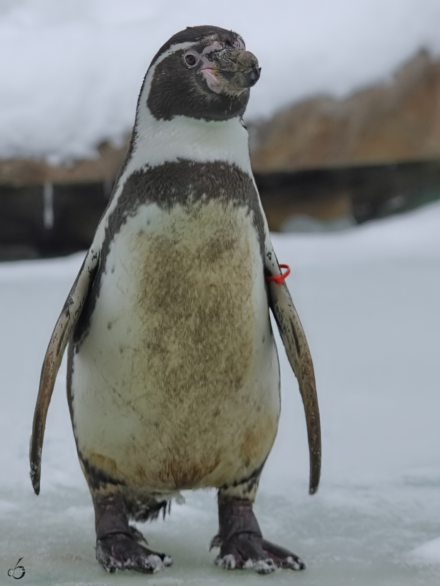 Ein Humboldt-Pinguin im Zoo Dortmund. (Februar 2010)