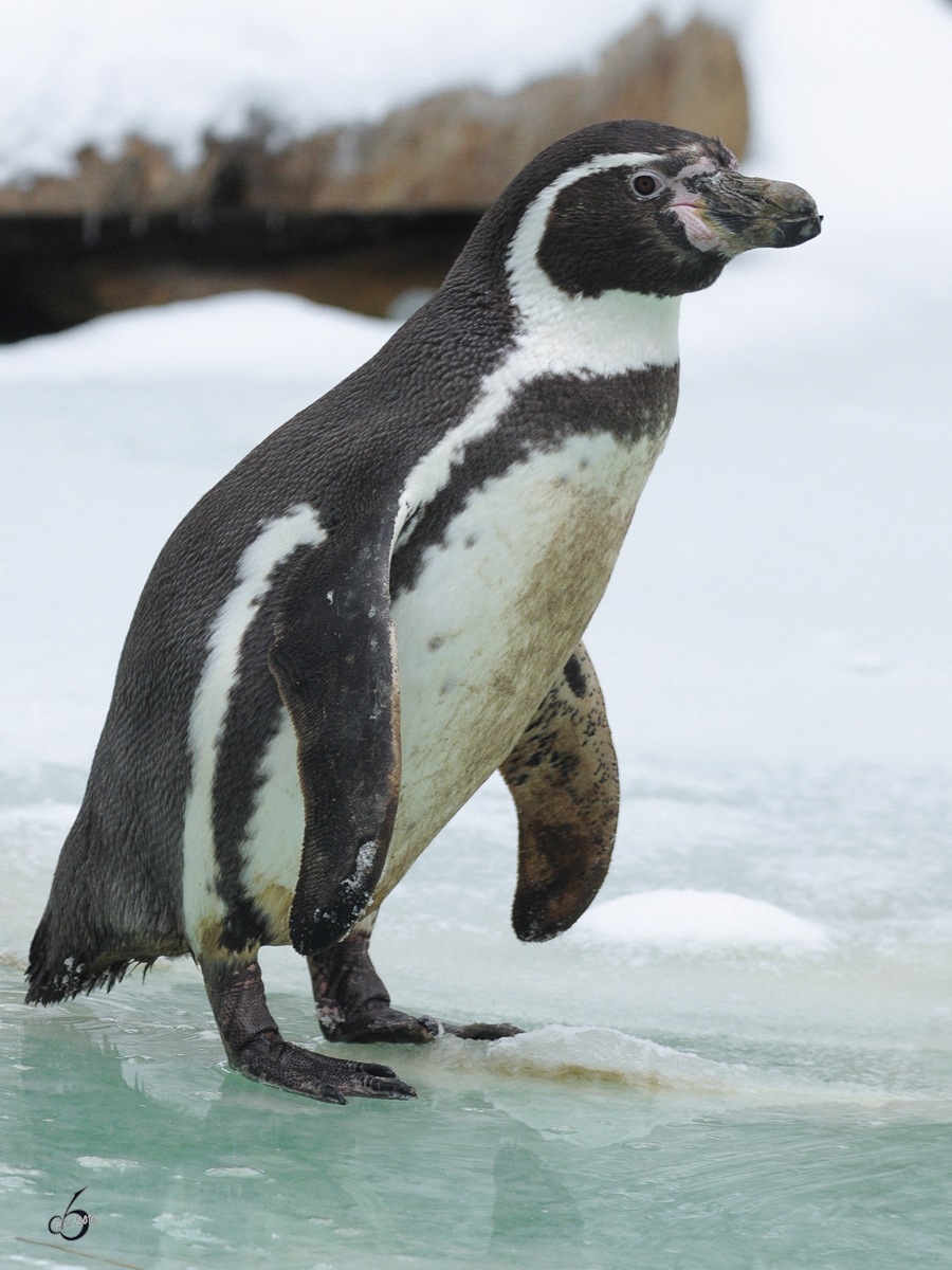 Ein Humboldt-Pinguin im Zoo Dortmund. (Februar 2010)