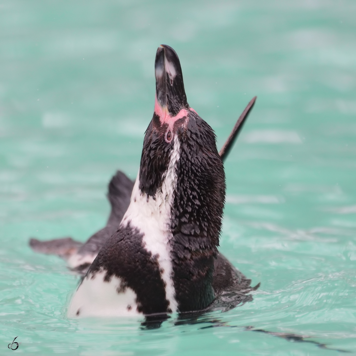 Ein Humboldt-Pinguin im Zoo Dortmund. (Februar 2013)