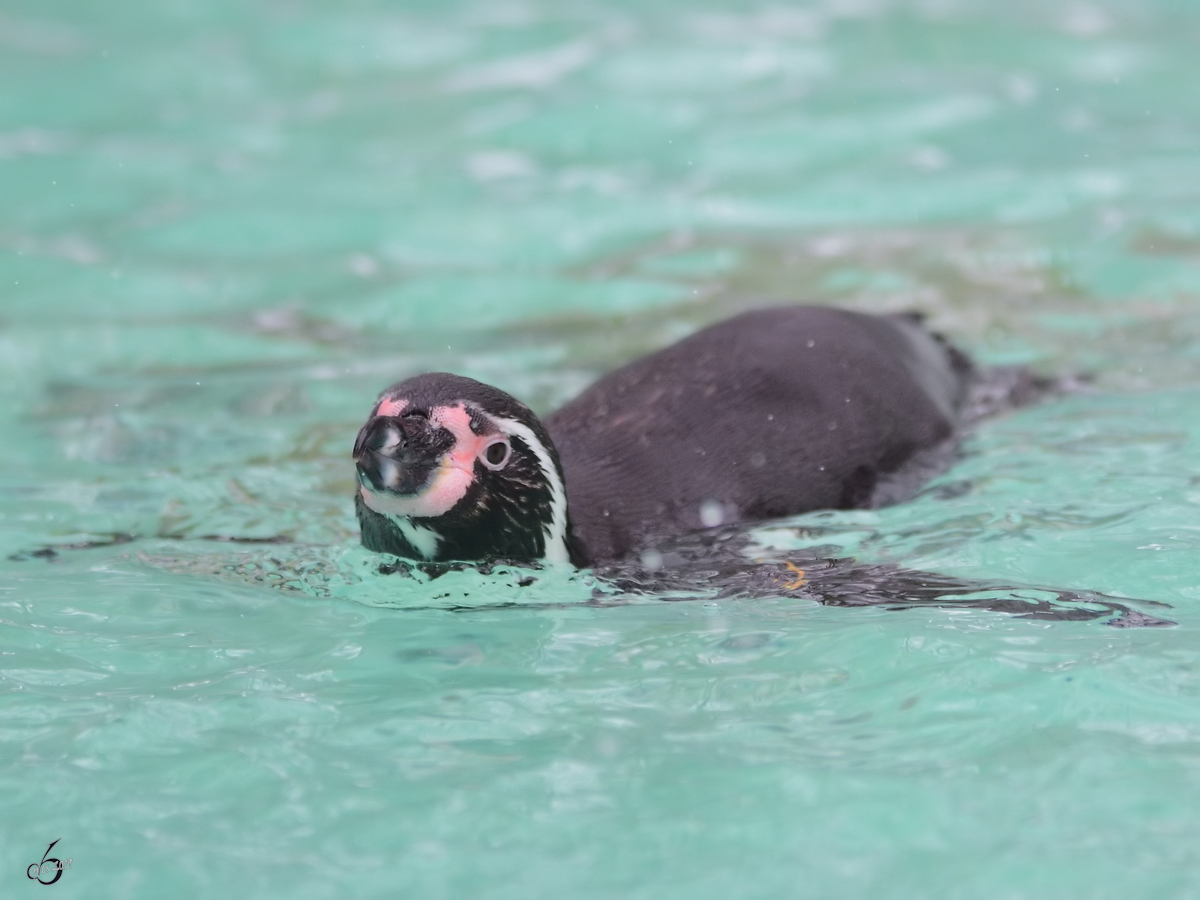 Ein Humboldt-Pinguin im Zoo Dortmund. (Februar 2013)