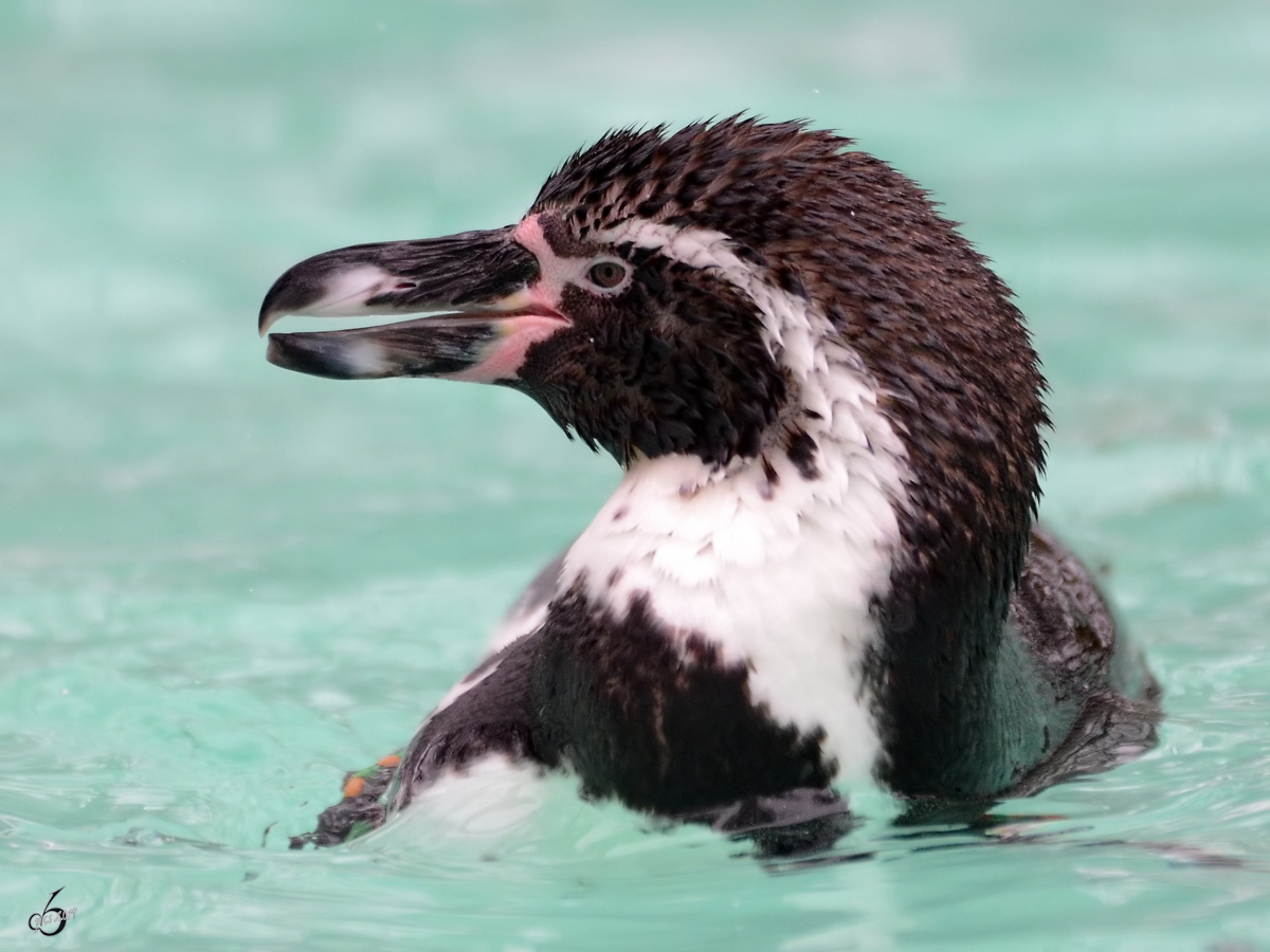 Ein Humboldt-Pinguin im Zoo Dortmund. (Februar 2013)