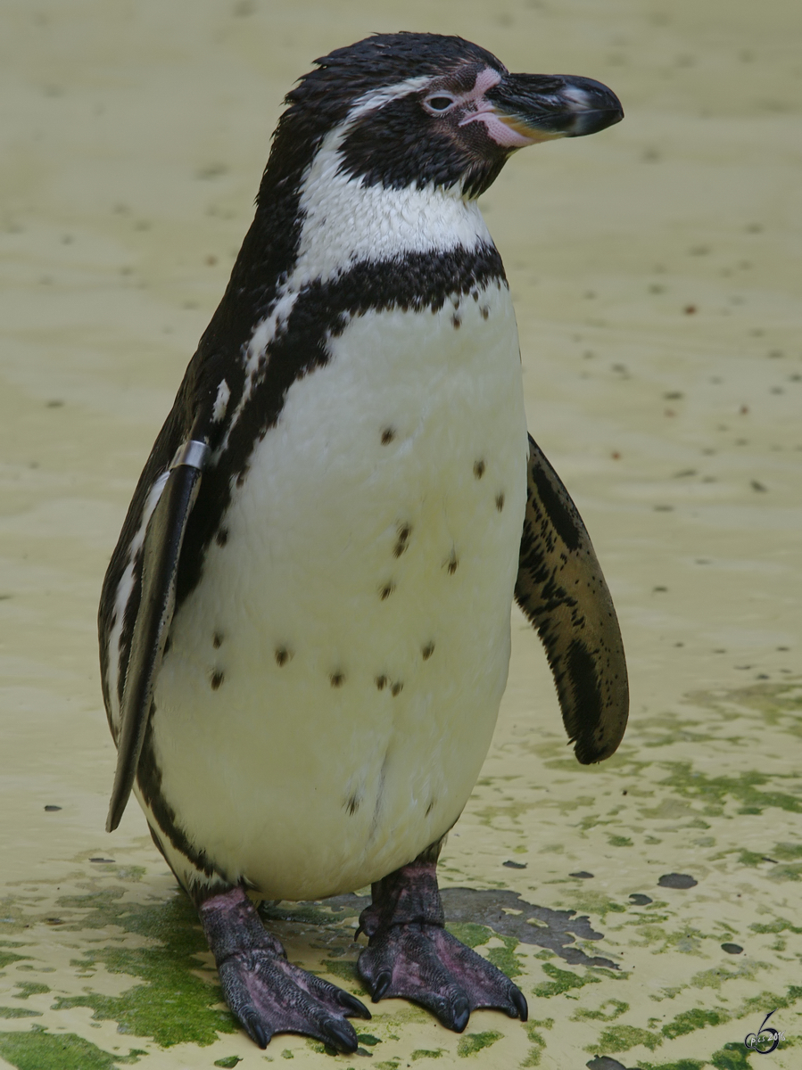 Ein Humboldt-Pinguin im Zoo Rostock. (April 2009)