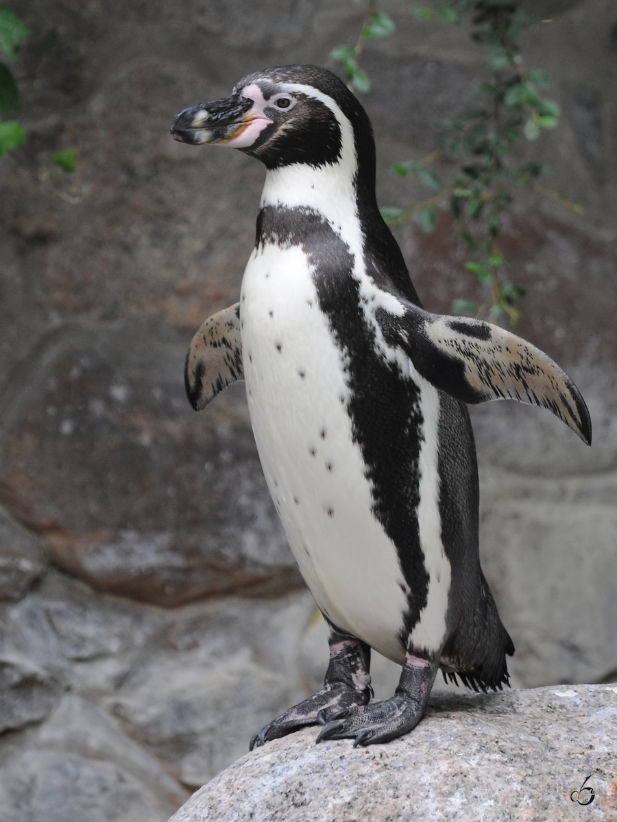 Ein Humboldtpinguin Anfang Juli 2010 im Zoo Schwerin.